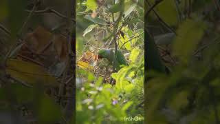 Cute parrot having its meals parrot birds photography shorts story viralvideo nature [upl. by Eicul]