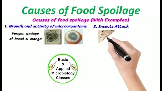 Causes of food spoilage  Animated clip with pictorial examples [upl. by Natsirt161]