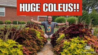 How to Grow Coleus  A StepbyStep Guide 🌻🌻🌻🌻 [upl. by Eilloh]