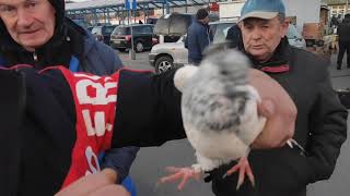 Targ z gołębiami w Skierniewicach 🕊️ The pigeon market in Skierniewice Poland 🕊️ [upl. by Ahtram385]