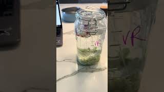 Module 2 Lactic Acid Fermentation set up video 2  Veronica Ragay [upl. by Shirlie]