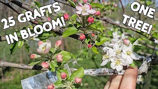 Our Apple Grafts are Blooming [upl. by Euseibbob]