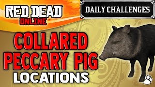 Red Dead Online  Collared Peccary Pig Location  RDR2 Daily Challenge Collared Peccaries Skinned [upl. by Mabel534]