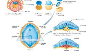 Gastrulation Formation of three germ layers in Hindi [upl. by Karisa643]