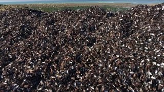 Wimereux  des moules mortes amassées sur la plage [upl. by Ivonne]