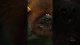 How Bat see with Sound shorts short bat batsee [upl. by Shakti]