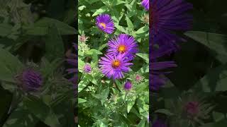 Pollinators taking advantage of the New England Asters [upl. by Barcus]