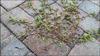 How To Get Rid of Weeds from Pavers and Driveways Forever [upl. by Llerahs974]