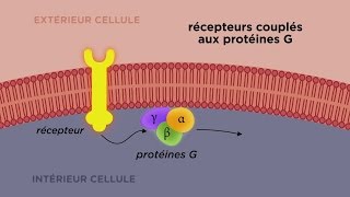 MOOC côté cours  Les différents types de récepteurs cellulaires [upl. by Eojyllib471]