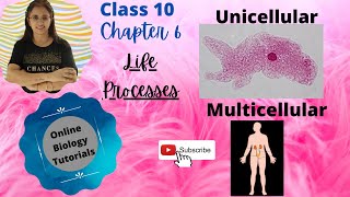 Life Processes Class 10 Science Biology I Unicellular vs Multicellular organisms [upl. by Urian]