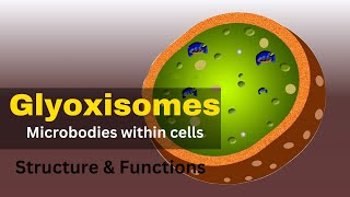 Glyoxysomes Glyoxysomes structure and function  Glyoxysomes class 11 [upl. by Shieh]