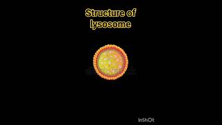 Structure of lysosome lysosomes structure  Lysosome Structure And Functions  Class 11 Biology [upl. by Maggs]