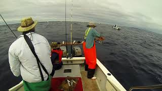 Outdoors 365 Jigging for Yellow Tail in Struisbaai [upl. by Enylecoj]