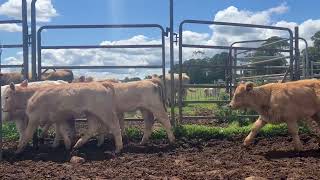 17 Charolais Cows amp Calves [upl. by Joe804]