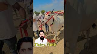 Kabootri Official Video Diler KharkiyalIAnjali Raghav  Kit Chali New Haryanvi Song2024 Desi Cow [upl. by Reel]