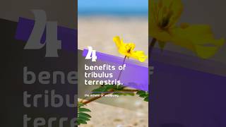 4 Health Benefits of Tribulus Terrestris 🌿 tribulusterrestris tribulus wellbeing testosterone [upl. by Clorinde]