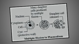 Multiple fission  Plasmodium  Monocystis  Class 10 [upl. by Therron]