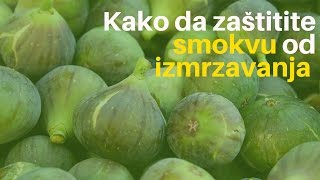 Kako da Zaštitite Smokvu od Izmrzavanja  AGROmedia Savet [upl. by Ardnaeed]