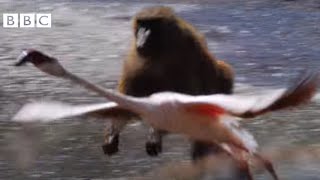 BABOON Vs FLAMINGOS  EARTHFLIGHT [upl. by Ailegna]