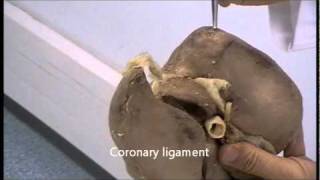 Gross anatomy of the liver [upl. by Oag768]