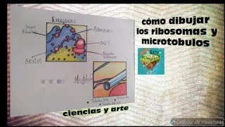 Como dibujar los ribosomas y los microtúbolos organelos celulares fácil [upl. by Starbuck]