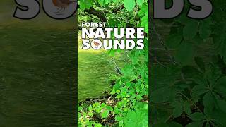 💚Nature Sounds Forest shorts naturesounds forestnaturesoundsrelaxation naturesounds 163 [upl. by Joh]