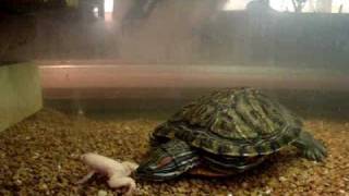 When Pets Attack Red Ear Slider Eating Frog [upl. by Gromme]