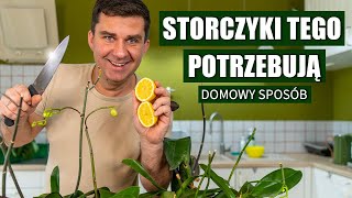 Uratuj swoje storczyki jednym domowym sposobem [upl. by Nnairam]