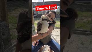 🌟 Kookaburra’s Song Will Make Your Day 😂🎵 [upl. by Anselmo]