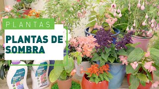 10 plantas de sombra para exterior  Plantas en VERDECORA [upl. by Eellac653]