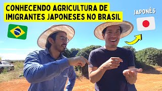 Japão conhecendo agricultura de imigrantes japoneses no Brasil [upl. by Asilanna]