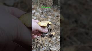 Маслюк звичайний Suillus luteus mushroom ліс nature mushroomforest fungi [upl. by Cianca190]