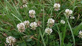 Discover the Wonders of White Clover A Fascinating Look at Natures Versatile Plant [upl. by Archy]