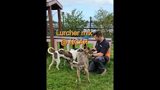 offlead mixing 3 rescue lurchers NCARvideo [upl. by Corie101]