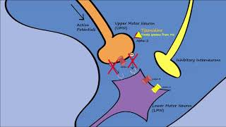 Muscle Relaxers  Mechanisms Indications Side Effects [upl. by Peers]