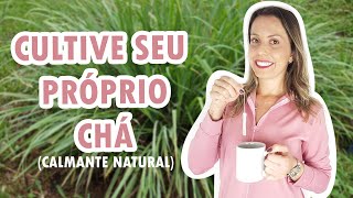 Como plantar capimcidreira em vaso  Calmante natural [upl. by Ailsa]