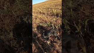 drahthaar quail huntingmemories huntingdog killshot huglu მწყერი ნადირობა [upl. by Aikemot]