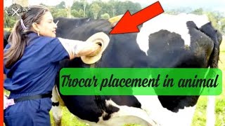 Trocar placement in bloating animalHow we keep trocar in a bloating animals [upl. by Tomasina]