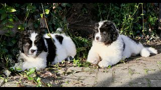 Landseerwelpen ziehen in die Welt hinaus🇬🇧Landseer puppies conquer the world [upl. by Narruc]