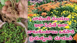 chamanthi plant care in telugu  chamanthi plant cuttings  chrysanthemum cuttings chamanthi [upl. by Tada955]