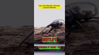 Hercules Beetle Worlds Largest Beetle [upl. by Assenay]