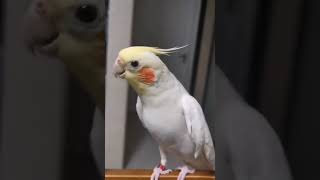 cookie singing parrot [upl. by Ayian]