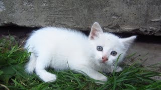 New white kitten in the family of tortoiseshell cat [upl. by Atinit]