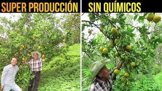 🍊Super Producción de Naranja SIN QUÍMICOS  Coberturas Vegetales para el Manejo de Arvenses [upl. by Lehpar]