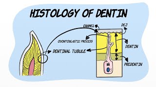 Histology of Dentin [upl. by Shannon]