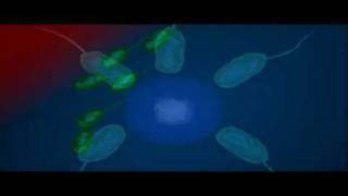 Bacteria Shape  Biology  Bacteriology [upl. by Josselyn]