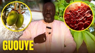 🌴 Ndiarignou Garabou Guouy  Vertus du Baobab  Pr Ousmane Ndiaye  SAMA XALAAT TV [upl. by Eeraj]