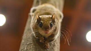 Ask the Aquarium — quotCan Flying Squirrels REALLY flyquot [upl. by Bora]