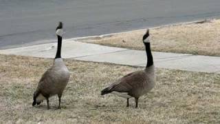 Canada Geese Honking amp Flying Off [upl. by Akcirederf177]