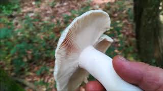 RUSSULA VIRESCENS Junio 2018 [upl. by Barnie]